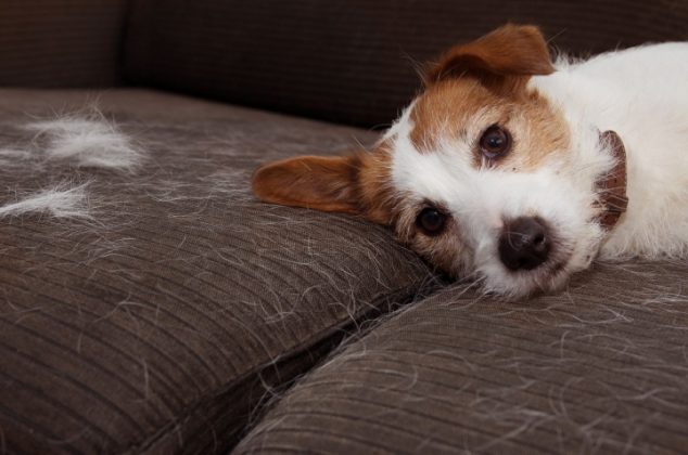 3 trucos caseros para eliminar los pelos de perro del sillón