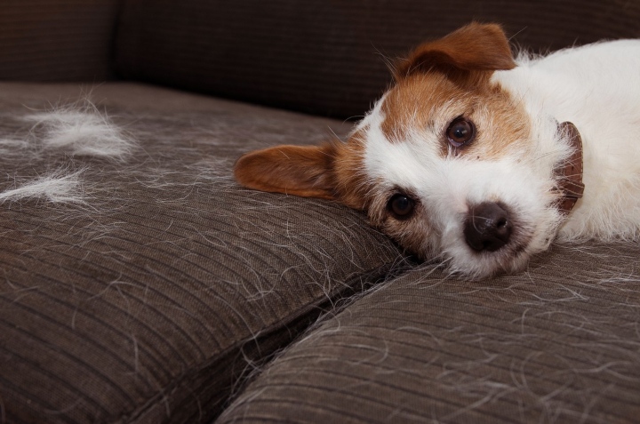 6 trucos para quitar los pelos de tu mascota del sofá