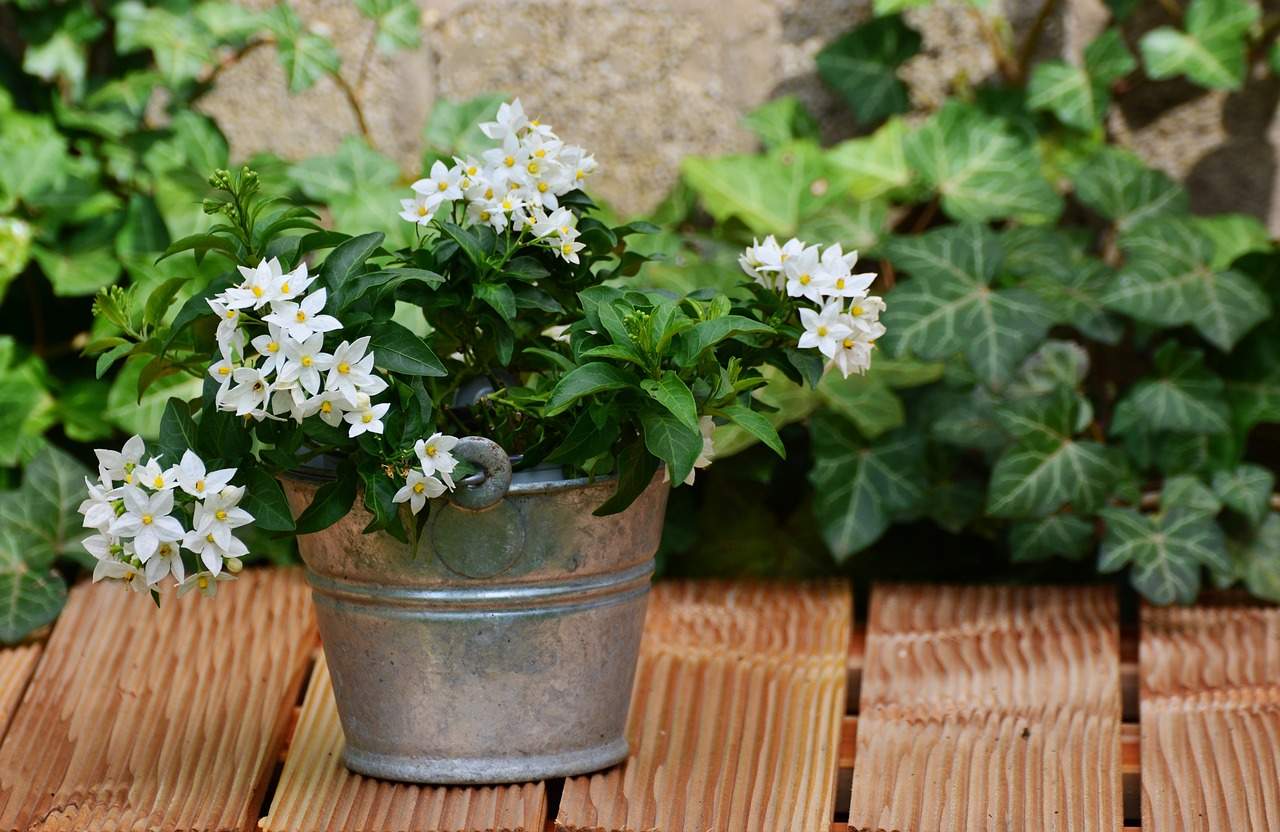 7 Plantas mágicas para atraer suerte, calma, felicidad y paz interior 0