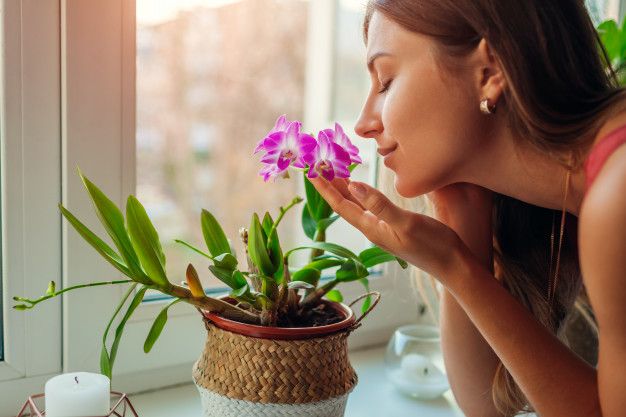 5 plantas que absorben o quitan los malos olores de la casa