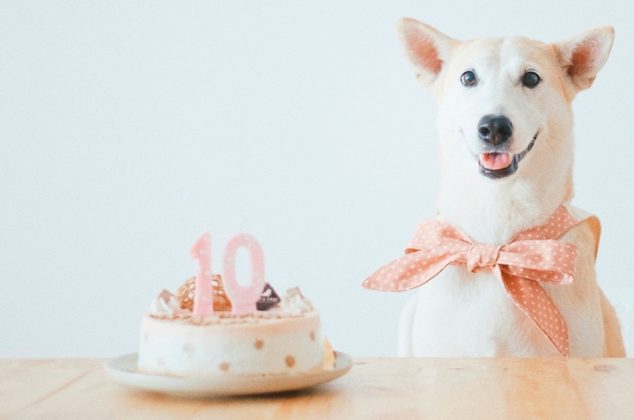 Tres postres deliciosos para consentir a tus perrhijos