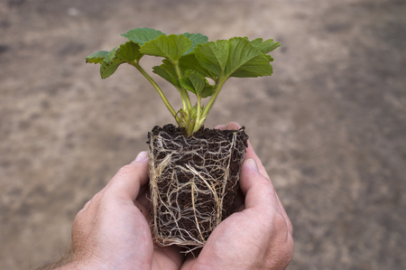 2 métodos naturales para que le salgan raíces a tus plantas 0