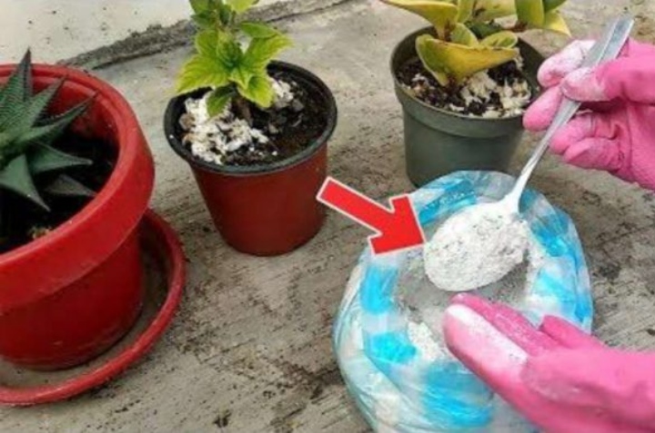 como echar cal en plantas
