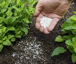 cal en las plantas