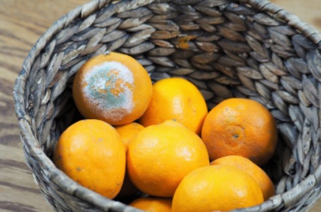 Aprende a almacenar naranjas y mandarinas para que no les salga moho