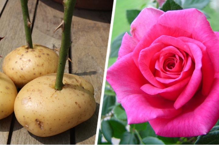 cultivar rosas en una papa 