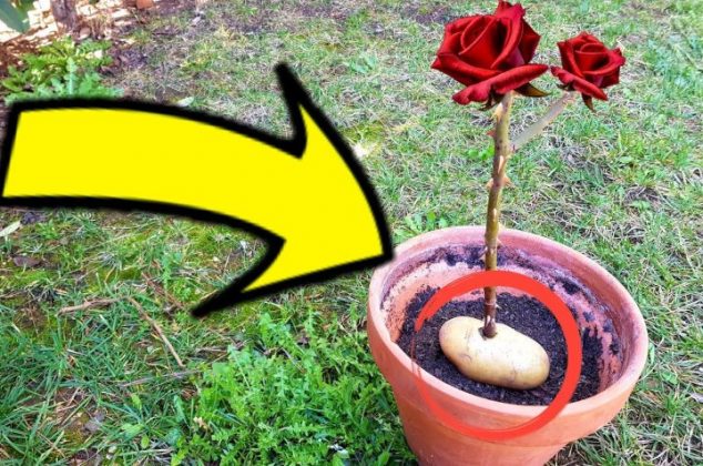Descubre cómo puedes cultivar rosas en una papa