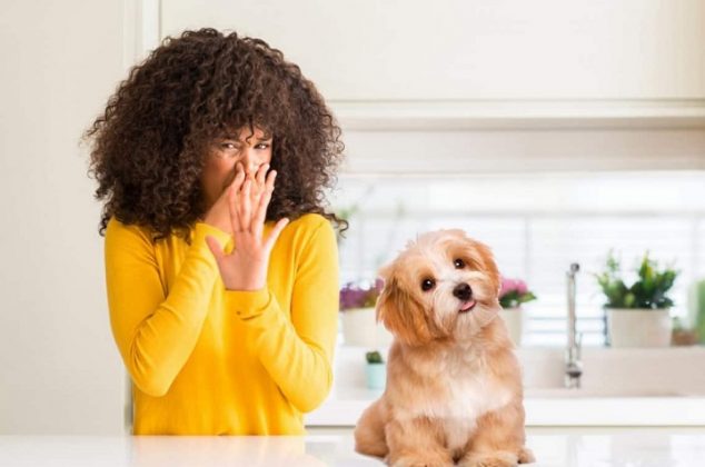 Elimina el olor de perro en casa con estos trucos caseros