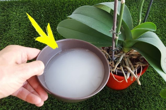 Cómo hacer fertilizante casero para plantas con enjuague bucal