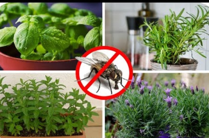 plantas que alejan hormigas y moscas 