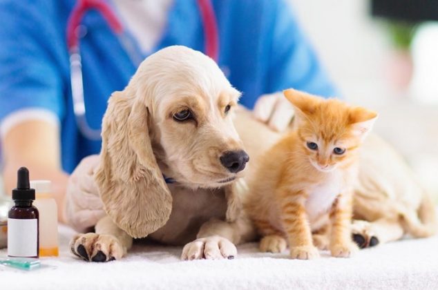 Vacunas indispensables para proteger a tus mascotas