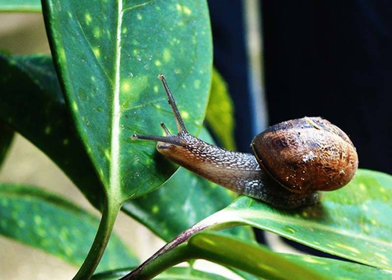 cómo eliminar babosas y caracoles de las plantas 