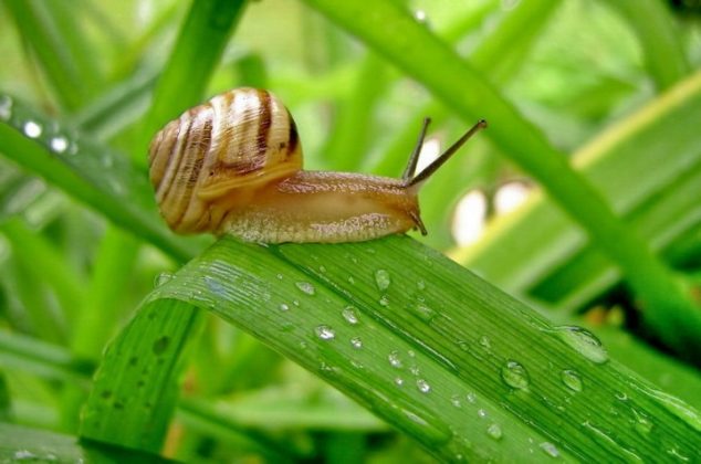 Cómo eliminar babosas y caracoles de las plantas con remedios caseros