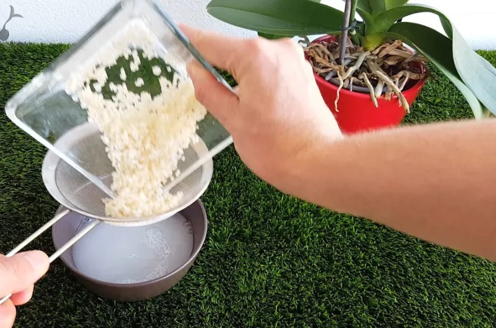 fertilizante de agua de arroz para plantas