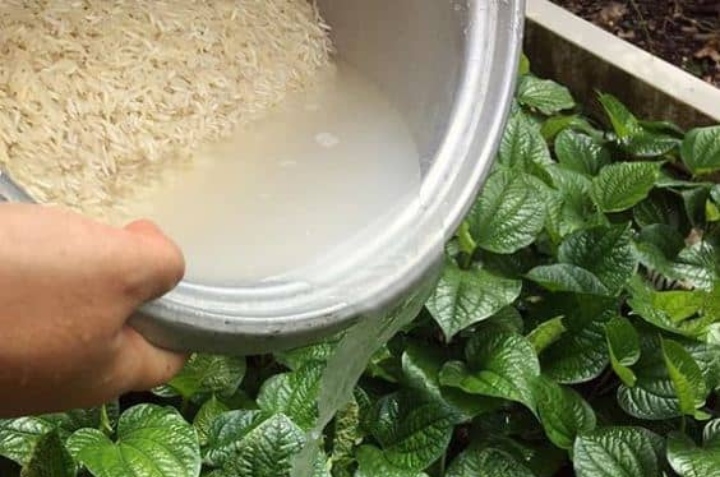 fertilizante de agua de arroz para plantas