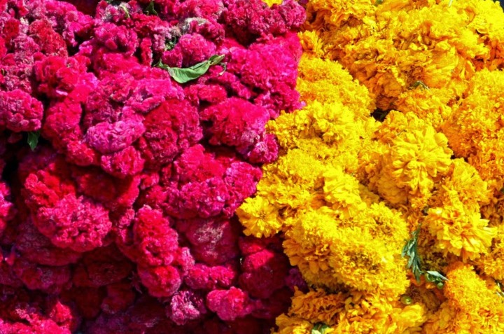 5 flores que puedes usar en tu ofrenda de Día de Muertos | Cocina Vital