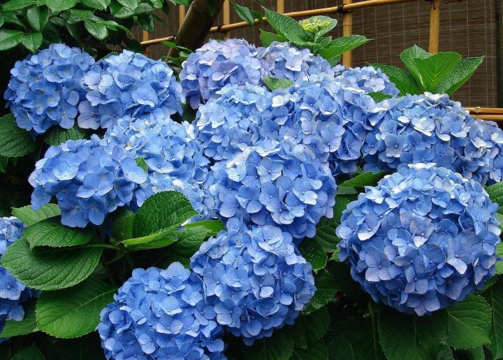 hortensias azules