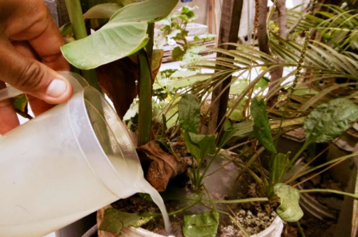 agua de arroz para plantas