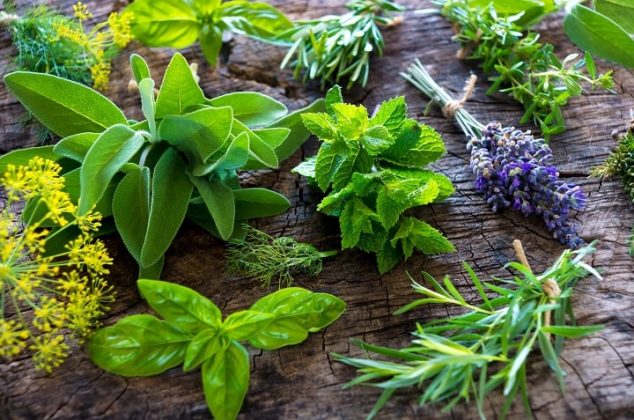 6 hierbas medicinales para cuidar tu salud mental y emocional