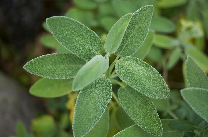 huerto medicinal arnica