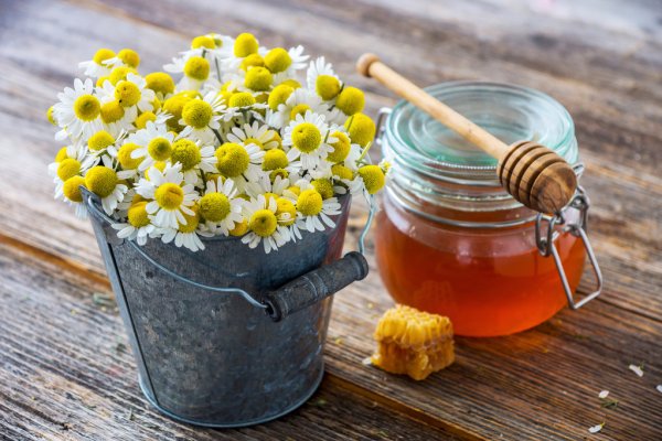 cultivar manzanilla con una bolsita de té