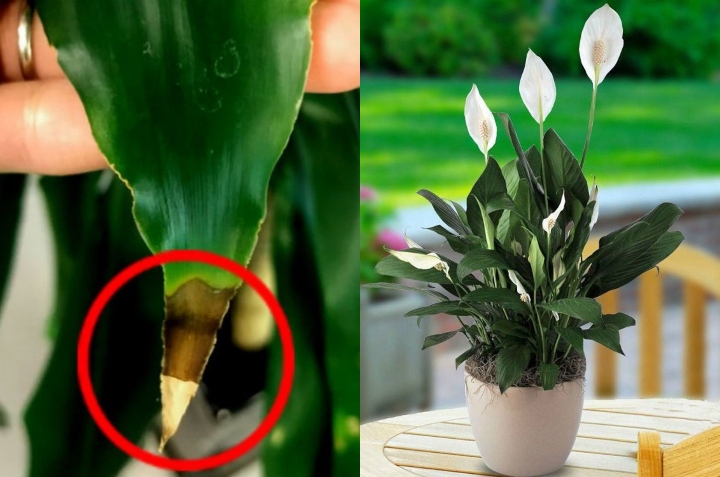 hojas marchitas en cuna de moisés