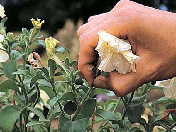 errores al cuidar plantas