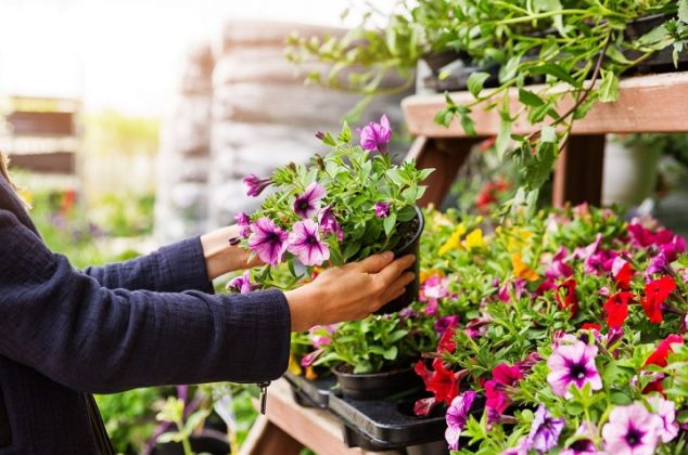 5 flores y plantas resistentes al frío que podrás tener en casa