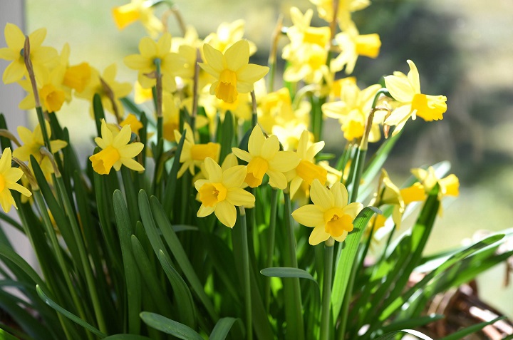 5 flores y plantas resistentes al frío que podrás tener en casa 1