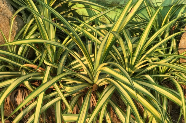 planta malamadre o cintas 