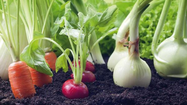 verduras de cultivo rápido