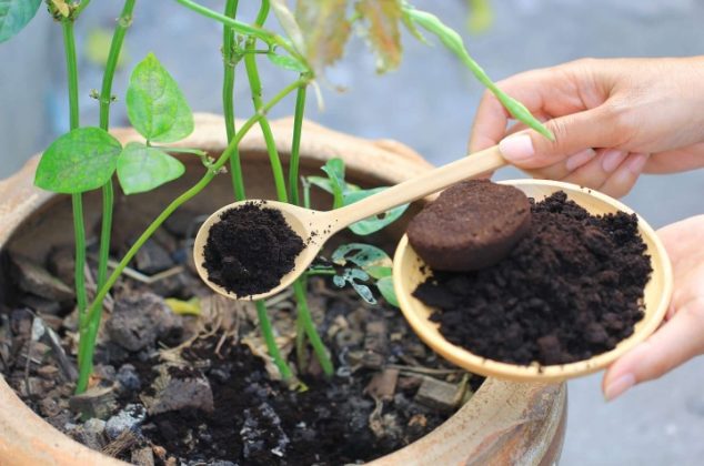 ¡Cuidado con el abono de café! Descubre en qué plantas no usarlo