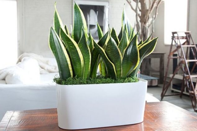 Dónde colocar una lengua de suegra o sansevieria para atraer dinero