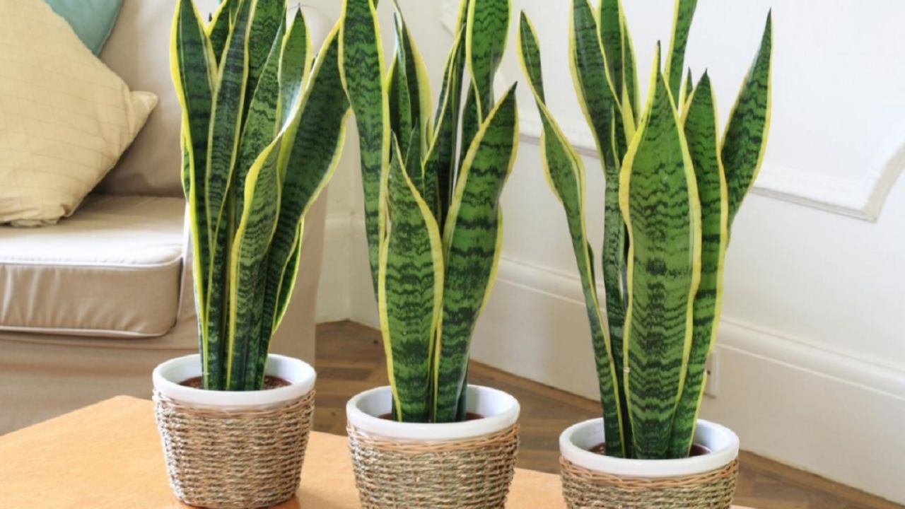 lengua de suegra o sansevieria 