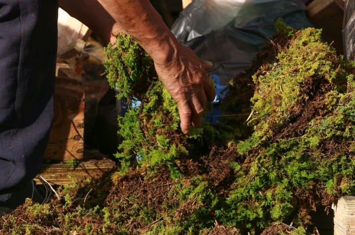 2 alternativas para reciclar el musgo después de la Navidad 0