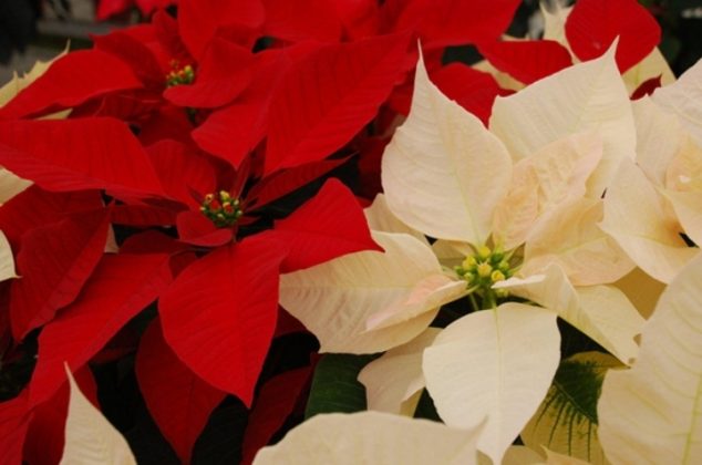 Significado de la nochebuena amarilla y dónde se debe colocar | Cocina Vital Significado de la nochebuena amarilla y dónde se debe colocar | Cocina Vital