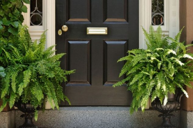 5 plantas que debes colocar en la entrada de tu casa para alejar envidias