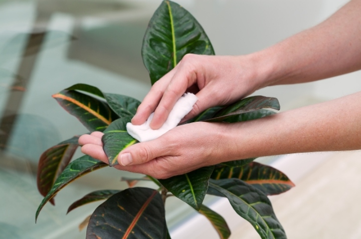 proteger plantas del invierno 