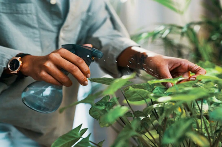 proteger plantas del invierno