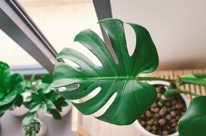 reproducir monstera