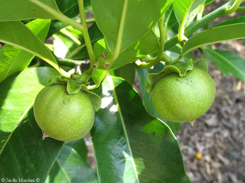 beneficios del zapote negro