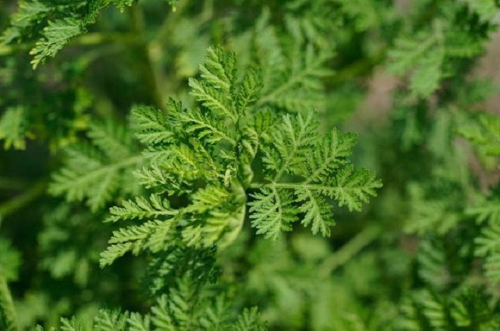 Crea tu propio huerto medicinal con estas plantas 4