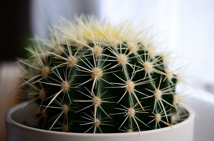 plantas para oficina cactus