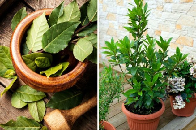 Aprende cómo cultivar una planta de laurel y sus beneficios