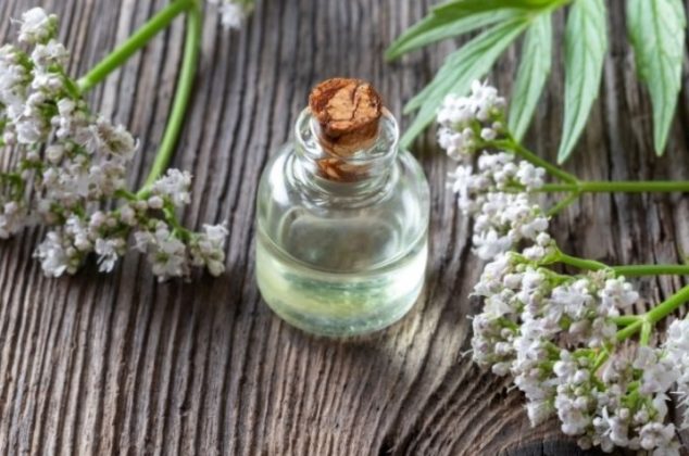 Aprende a cultivar valeriana en maceta y obtén todos sus beneficios