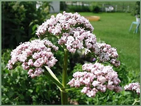 cómo cultivar valeriana cuidados