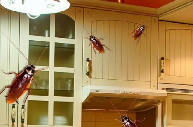 Truco efectivo para eliminar cucarachas de los muebles de la cocina