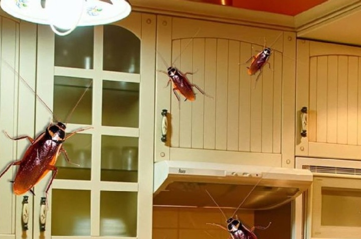 Arado cerca distorsionar Truco efectivo para eliminar cucarachas de los muebles de la cocina | Cocina Vital Arado cerca distorsionar Truco efectivo para eliminar cucarachas de los muebles de la cocina | Cocina Vital