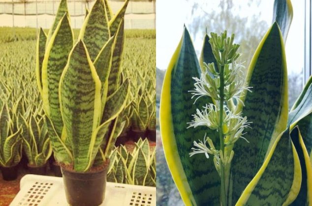 Descubre cómo lograr que florezca una lengua de suegra o sansevieria