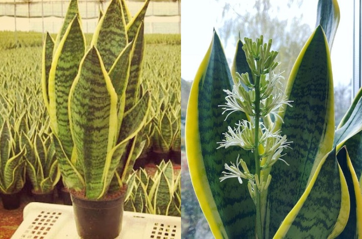 Qué significa cuando florece la planta lengua de suegra